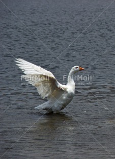 Fair Trade Photo Activity, Animals, Bird, Colour image, Day, Flying, Freedom, Goose, Outdoor, Peru, South America, Vertical, Water, White
