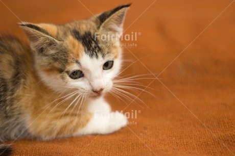 Fair Trade Photo Animals, Cat, Colour image, Cute, Horizontal, Kitten, Soapbubble