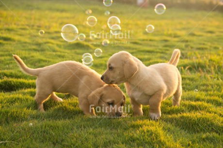 Fair Trade Photo Animals, Colour image, Cute, Day, Dog, Friendship, Horizontal, Outdoor, Peru, Puppy, Soapbubble, South America, Summer, Together