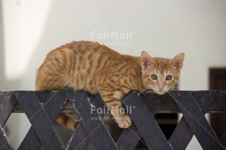 Fair Trade Photo Activity, Animals, Cat, Colour image, Horizontal, Looking at camera, Peru, Relax, Relaxing, South America