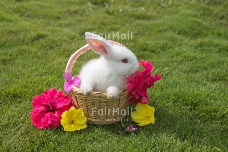 Fair Trade Photo Animals, Colour image, Cute, Easter, Flower, Horizontal, Outdoor, Peru, Rabbit, Seasons, South America, Spring