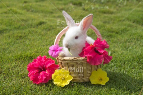 Fair Trade Photo Animals, Colour image, Cute, Easter, Flower, Horizontal, Outdoor, Peru, Rabbit, Seasons, South America, Spring