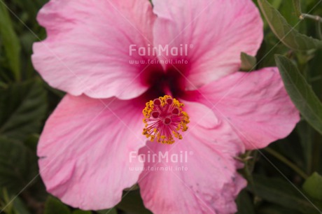 Fair Trade Photo Closeup, Colour image, Flower, Horizontal, Mothers day, Peru, Pink, South America
