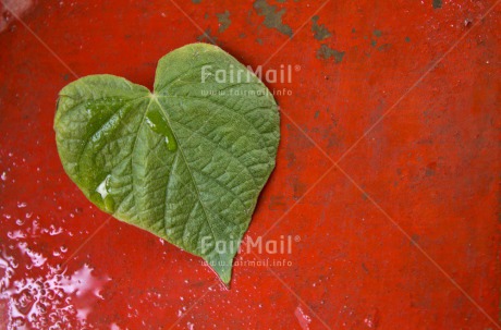 Fair Trade Photo Closeup, Colour image, Green, Heart, Horizontal, Leaf, Love, Mothers day, Peru, Red, South America, Valentines day