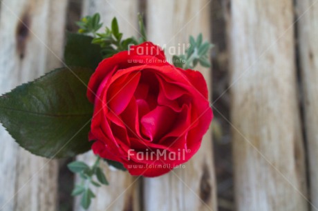 Fair Trade Photo Closeup, Colour image, Flower, Horizontal, Love, Mothers day, Peru, Red, Rose, Shooting style, South America, Thank you