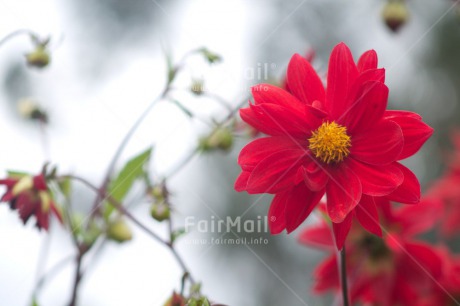 Fair Trade Photo Closeup, Colour image, Flower, Horizontal, Peru, Red, Shooting style, South America