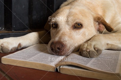 Fair Trade Photo Activity, Animals, Book, Colour image, Dog, Education, Horizontal, Peru, Reading, Relaxing, South America
