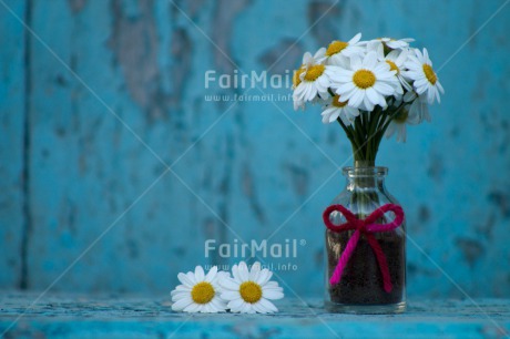 Fair Trade Photo Colour image, Daisy, Flower, Horizontal, Mothers day, Outdoor, Peru, South America, Summer, Thank you