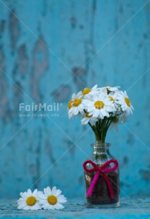 Fair Trade Photo Colour image, Daisy, Flower, Mothers day, Outdoor, Peru, South America, Summer, Thank you, Vertical