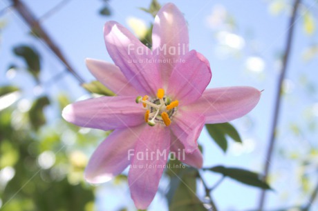 Fair Trade Photo Colour image, Flower, Horizontal, Mothers day, Peru, Pink, South America