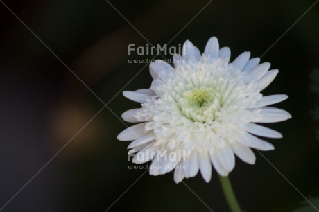 Fair Trade Photo Colour image, Condolence-Sympathy, Flower, Horizontal, Peru, South America, White