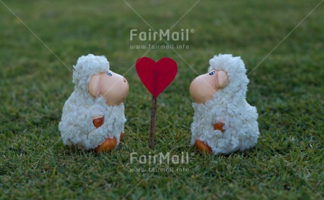 Fair Trade Photo Animals, Colour image, Grass, Green, Heart, Horizontal, Love, Marriage, Peru, Red, Sheep, South America, Valentines day, Wedding