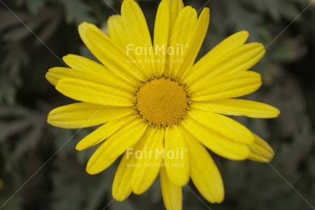 Fair Trade Photo Closeup, Colour image, Flower, Horizontal, Mothers day, Peru, Shooting style, South America, Yellow