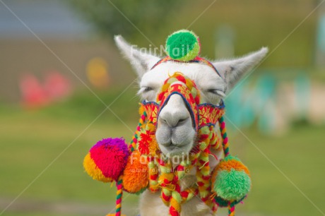 Fair Trade Photo Animals, Colour image, Culture, Horizontal, Llama, Multi-coloured, Outdoor, Peru, Portrait headshot, Rural, South America