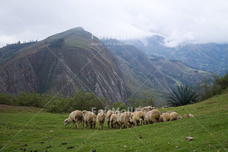 Fair Trade Photo Animals, Colour image, Grass, Green, Horizontal, Mountain, Nature, Peru, Rural, Sheep, South America