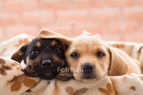 Fair Trade Photo Animals, Black, Colour image, Couple, Cute, Dog, Friendship, Horizontal, Love, Peru, Puppy, Sorry, South America, Thank you, Thinking of you, Two