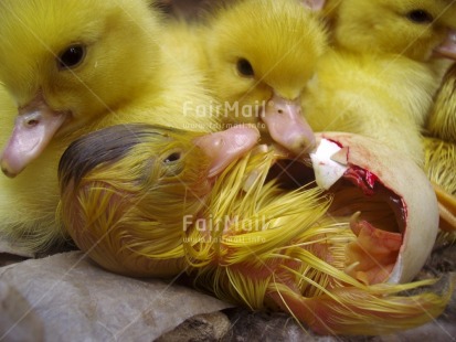 Fair Trade Photo Agriculture, Animals, Baby, Birth, Colour image, Cute, Day, Duck, Easter, Egg, Family, Horizontal, Indoor, People, Peru, South America