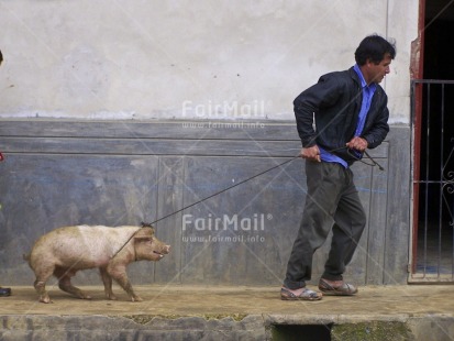 Fair Trade Photo Activity, Agriculture, Animals, Casual clothing, Clothing, Colour image, Dailylife, Entrepreneurship, Funny, Horizontal, Looking away, Multi-coloured, One man, Outdoor, People, Peru, Pig, Portrait fullbody, Rural, South America, Streetlife, Walking