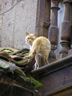 Fair Trade Photo Activity, Animals, Cat, Colour image, Day, House, Looking at camera, Outdoor, Peru, South America, Vertical