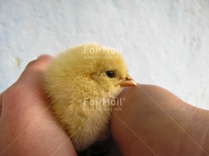 Fair Trade Photo Animals, Baby, Bird, Care, Chicken, Colour image, Cute, Easter, Hand, Horizontal, People, Peru, South America