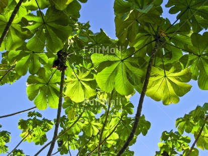Fair Trade Photo Backlit, Colour image, Condolence-Sympathy, Environment, Get well soon, Green, Growth, Horizontal, Leaf, Low angle view, Nature, Outdoor, Peru, Plant, Seasons, Sky, South America, Summer, Sustainability, Thank you, Thinking of you, Values