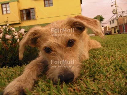 Fair Trade Photo Activity, Animals, Brown, Colour image, Cute, Day, Dog, Grass, Horizontal, Looking at camera, Outdoor, Peru, Relaxing, Sorry, South America, Thinking of you