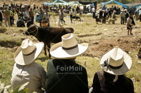 Fair Trade Photo Activity, Agriculture, Animals, Clothing, Colour image, Day, Farmer, Group of People, Hat, Horizontal, Latin, Looking away, Market, Outdoor, People, Peru, Sitting, Sombrero, South America, Traditional clothing