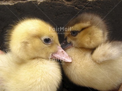 Fair Trade Photo Animals, Colour image, Cute, Duck, Horizontal, Outdoor, Peru, South America, Together, Yellow