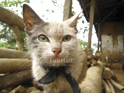 Fair Trade Photo Animals, Cat, Colour image, Horizontal, Nature, Perspective, Peru, Rural, South America, White