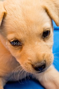 Fair Trade Photo Adjective, Animal, Animals, Birthday, Brother, Colour image, Congratulations, Cute, Dog, Fathers day, Friendship, Get well soon, Party, Peru, Place, Sorry, South America, Thank you, Thinking of you, Valentines day, Vertical, Welcome home