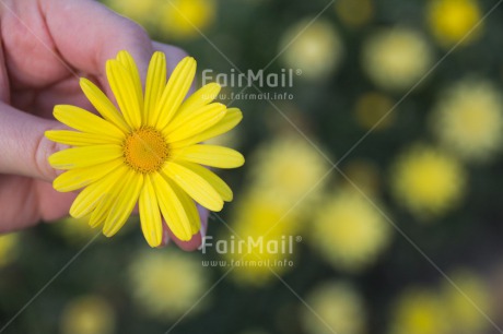 Fair Trade Photo Colour image, Flower, Horizontal, Mothers day, Peru, South America, Yellow