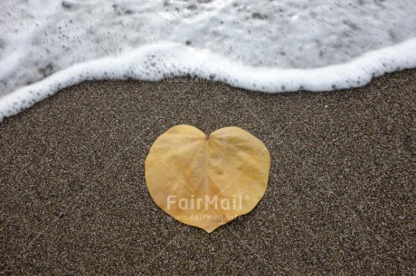 Fair Trade Photo Beach, Condolence-Sympathy, Horizontal, Leaf, Peru, Sand, Sea, South America, Summer, Water