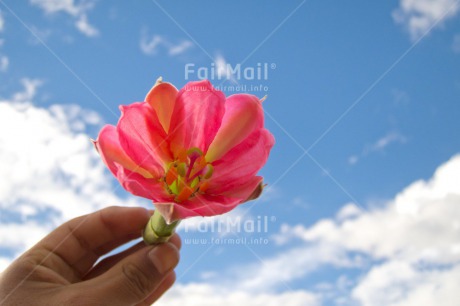 Fair Trade Photo Closeup, Flower, Horizontal, Peru, Pink, South America, Summer