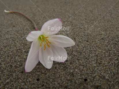 Fair Trade Photo Beach, Closeup, Colour image, Condolence-Sympathy, Day, Flower, Horizontal, Outdoor, Peru, South America, White