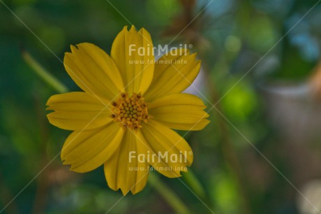 Fair Trade Photo Closeup, Colour image, Flower, Mothers day, Peru, South America, Yellow
