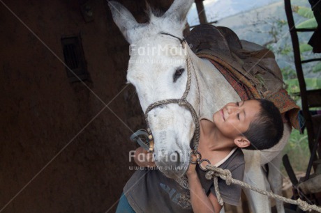 Fair Trade Photo 5 -10 years, Activity, Animals, Care, Colour image, Cute, Horse, Hugging, Latin, Love, One boy, People, Peru, Portrait halfbody, Rural, Smiling, South America