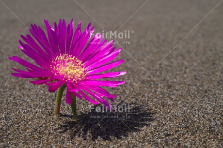 Fair Trade Photo Beach, Closeup, Flower, Horizontal, Peru, Pink, Sand, South America