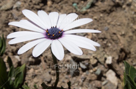Fair Trade Photo Closeup, Flower, Horizontal, Peru, South America, Summer, White