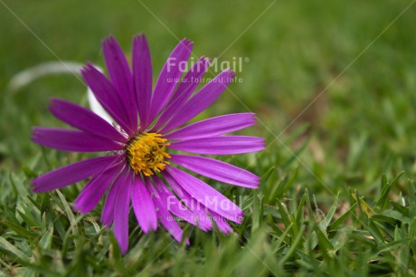 Fair Trade Photo Closeup, Colour image, Flower, Grass, Green, Horizontal, Peru, Purple, South America