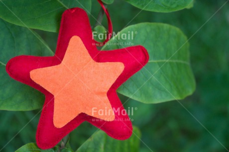 Fair Trade Photo Christmas, Closeup, Colour image, Green, Horizontal, Leaf, Peru, Plant, Red, South America, Star, Tree