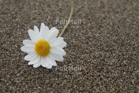 Fair Trade Photo Closeup, Colour image, Condolence-Sympathy, Flower, Horizontal, Peru, Sand, South America, White, Yellow