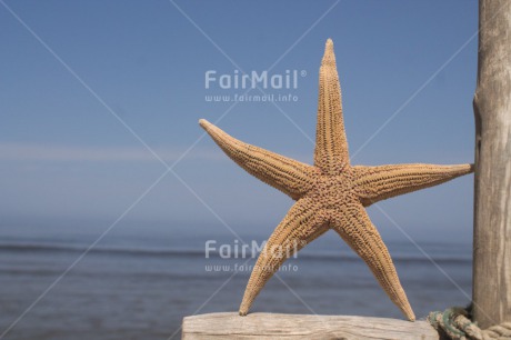 Fair Trade Photo Closeup, Colour image, Horizontal, Peru, Sea, Sky, South America, Star, Starfish