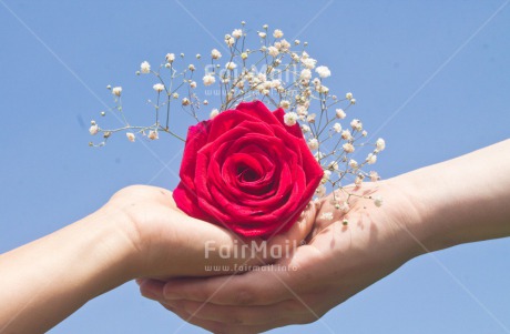 Fair Trade Photo Activity, Colour image, Flower, Giving, Hand, Horizontal, Love, Marriage, Peru, Red, Rose, South America, Valentines day, Wedding