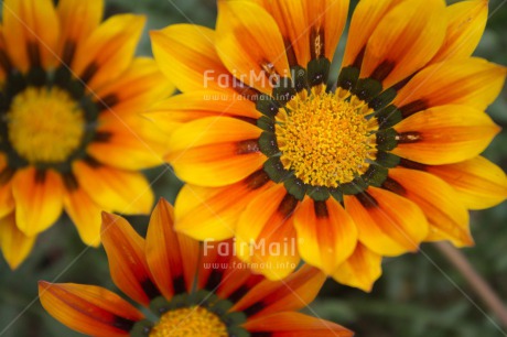 Fair Trade Photo Closeup, Colour image, Flower, Horizontal, Mothers day, Peru, Shooting style, South America, Thank you