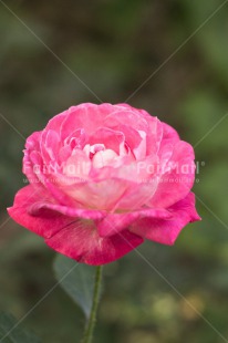 Fair Trade Photo Colour image, Flower, Mothers day, Nature, Peru, Pink, Rose, South America, Vertical