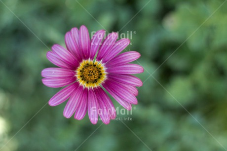 Fair Trade Photo Colour image, Flower, Horizontal, Mothers day, Nature, Outdoor, Peru, Pink, Purple, South America, Yellow