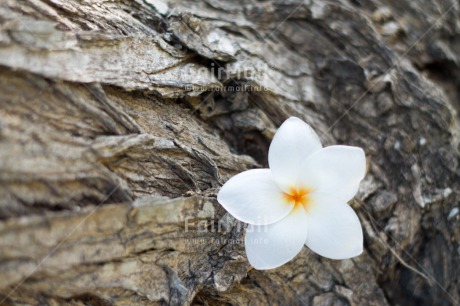Fair Trade Photo Colour image, Flower, Horizontal, Mothers day, Nature, Outdoor, Peru, South America