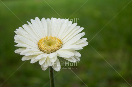 Fair Trade Photo Colour image, Flower, Horizontal, Mothers day, Nature