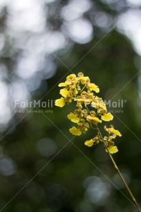 Fair Trade Photo Colour image, Flower, Mothers day, Nature, Peru, South America, Vertical