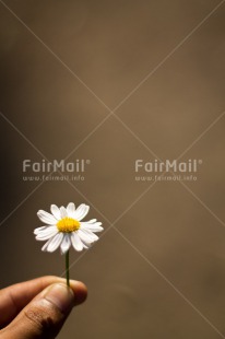 Fair Trade Photo Daisy, Flower, Hand, Mothers day, Peru, Seasons, South America, Spring, Summer, Vertical